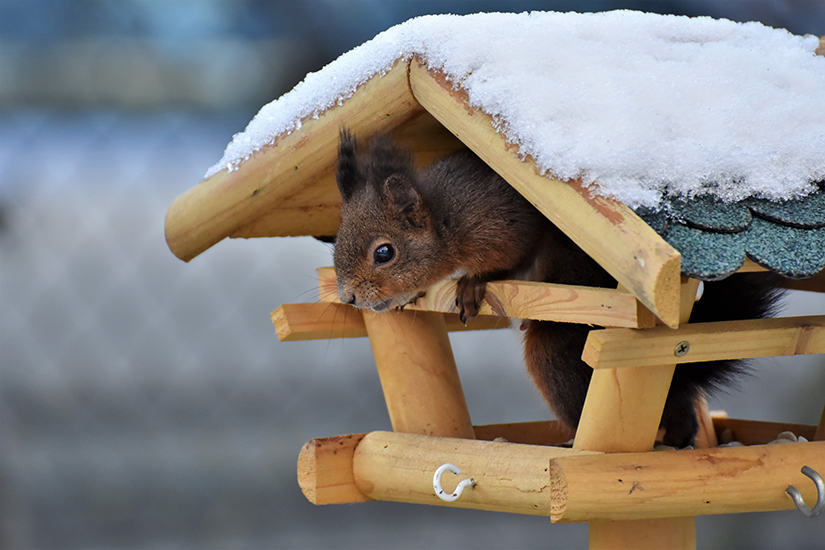 Eichhörnchen sitzt in einem schneebedeckten Futterhäuschen
